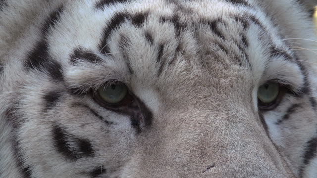 Die-Augen-des-majestätischen-weißen-Tigers