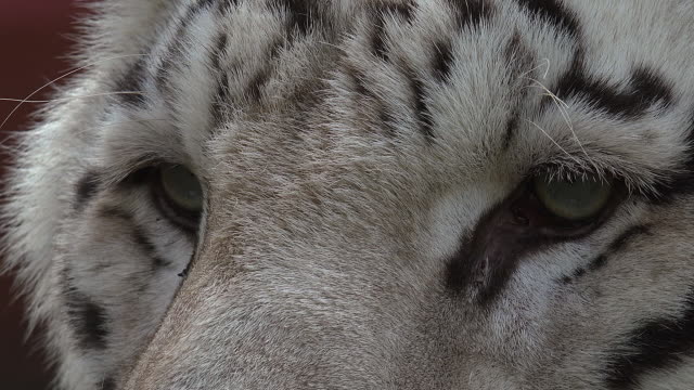 The-eyes-of-the-majestic-white-tiger
