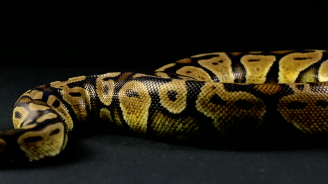 Royal-python-on-black-surface