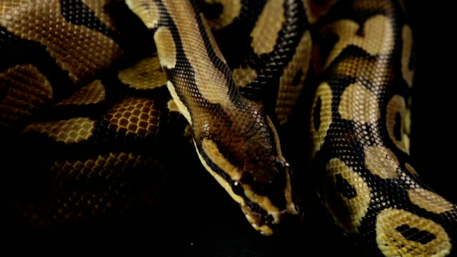 Königliche-Python-Schlangenleder-Muster
