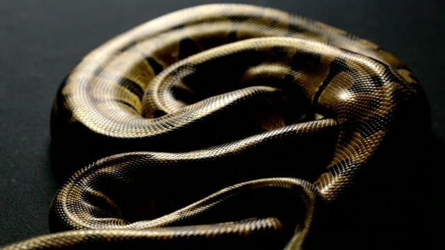 Schlangenleder-Muster-von-königliche-Python-im-Schatten