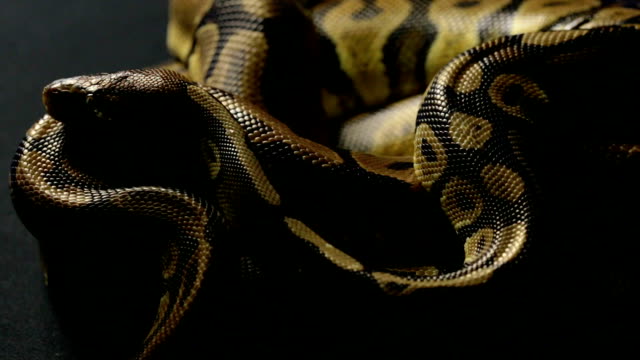 Königliche-Python-im-Schatten-liegend