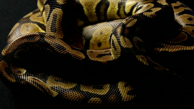 Snakeskin's-pattern-of-ball-python-in-shadow