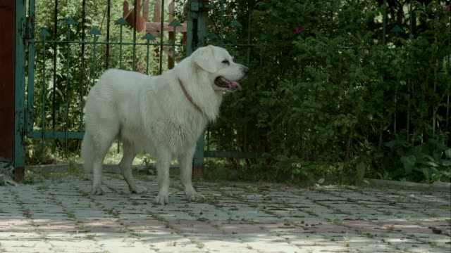 Big-white-dog-breathe-heavily-in-the-garden
