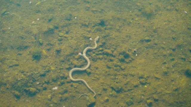 Schlange-schwimmt-unter-der-Oberfläche-des-Wassers.