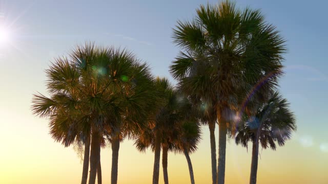 Palm-trees-at-sunset-light