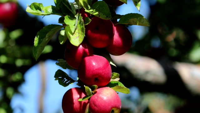 Apples-in-a-Tree