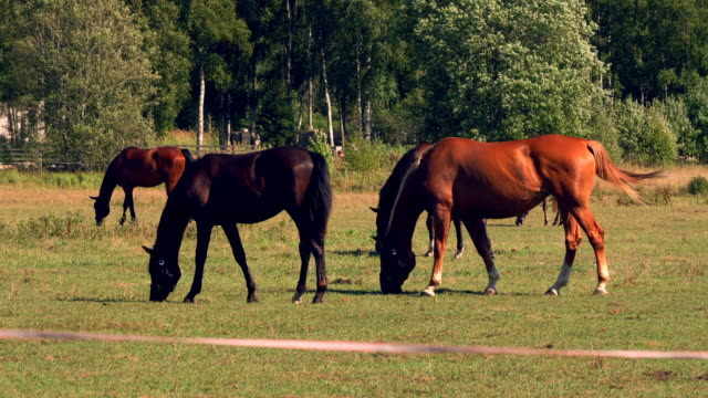 Pferde-weiden-auf-grünen-Weiden-der-Pferdefarm,-Land-Sommerlandschaft