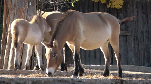 Equus-przewalskii,-wild-Horse.-Also-known-as-Mongolian-wild-horse-or-Dzungarian-horse.