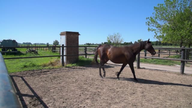 Inländische-Pferd-auf-eine-Koppel-wiehernd-unter-blauem-Himmel-an-einem-sonnigen-Tag-im-Sommer-oder-im-Frühjahr