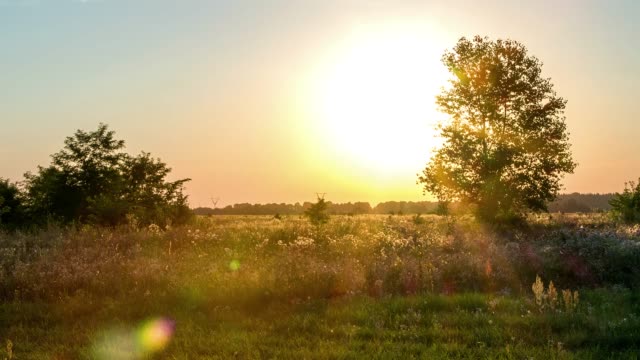 sunset-through-the-tree-4k-time-lapse