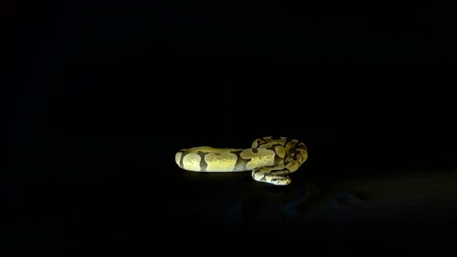 Royal-or-Ball-Python-snake