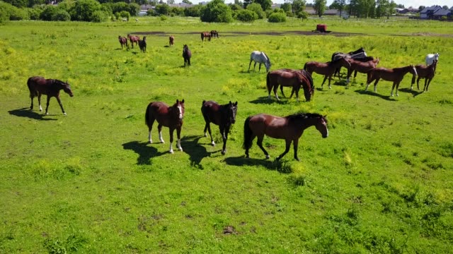 Vista-aérea-de-los-hermosos-caballos-en-el-campo