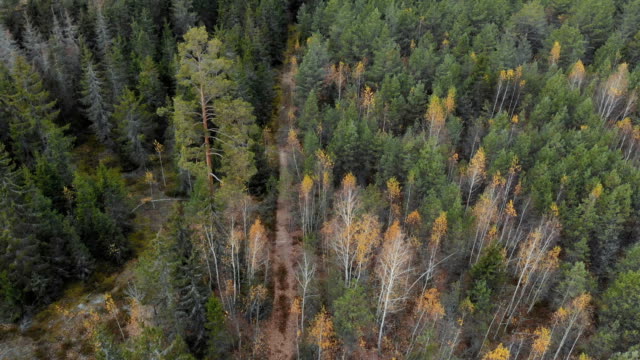 Panorama-of-spruce-and-pine-forests,-aerial-view