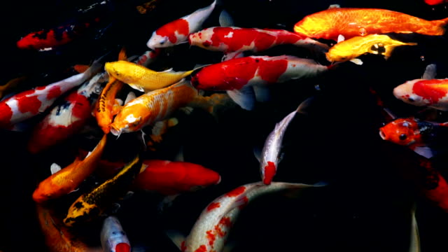 slow-motion-of-Koi-fish-swimming-in-the-aquarium,-Fancy-carp-fish,-Top-view