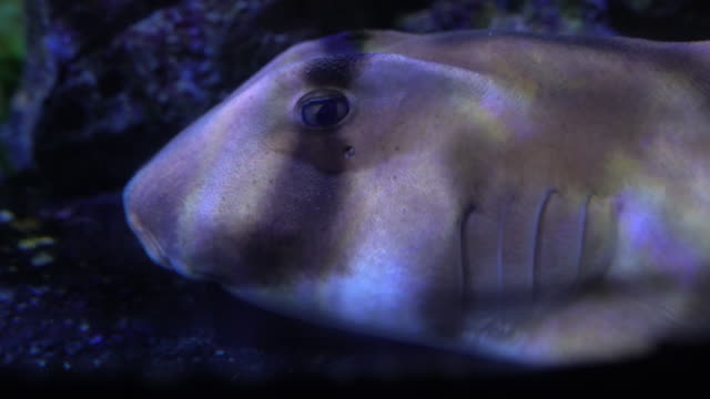 Close-up-Riffhai-versteckt-auf-einem-Boden-im-Dunkeln