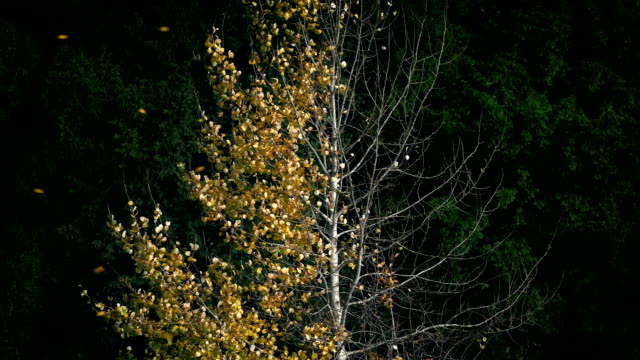 Goldene-Blätter-Abblasen-halbe-Kahler-Baum-im-Herbst