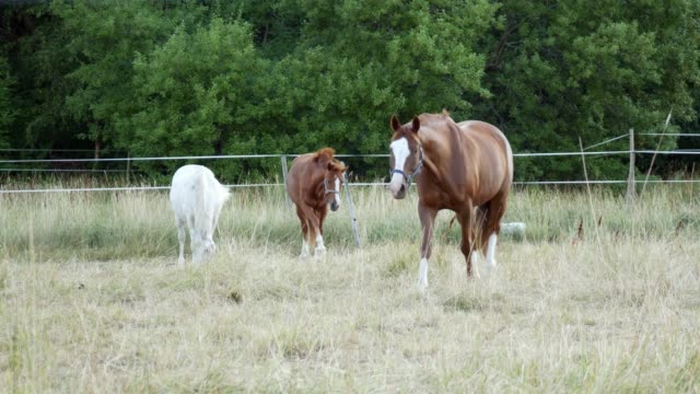 Eine-weiße-und-zwei-Kastanien-oder-braunen-Pferd-mit-langer-Mähne-grasen-auf-einer-Wiese-in-der-Nähe-von-Wald