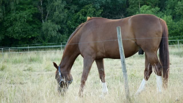 Chestnut-or-brown-horse-with-long-mane-grazing-on-a-field-near-forest