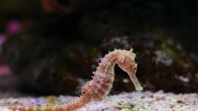 Seahorse-in-the-aquarium