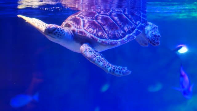 Grüne-Schildkröte-schwimmt-im-Wasser-tank