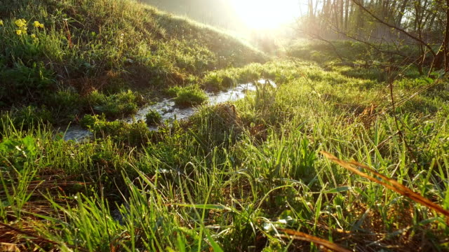 Morning-meadow-in-the-rays-of-the-sun.-Sunrise-over-spring-green-meadow.-Water-drops-glisten-on-the-grass.-A-stream-with-clear-water-flowing-through-a-meadow.-The-rays-of-the-sun-reflected-from-the-water.