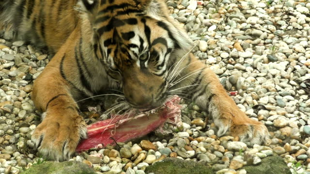 Tigre-de-Sumatra-comer-su-almuerzo,-Panthera-tigris-sumatrae