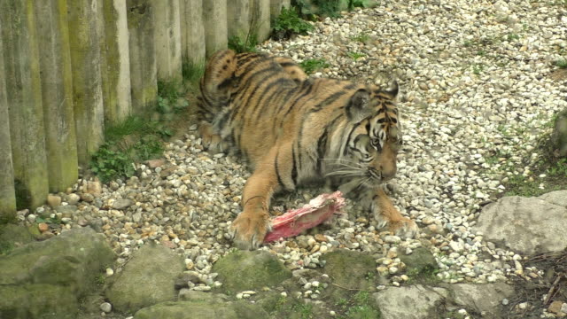 Tiger-sumatran-eating-his-lunch,-Panthera-tigris-sumatrae