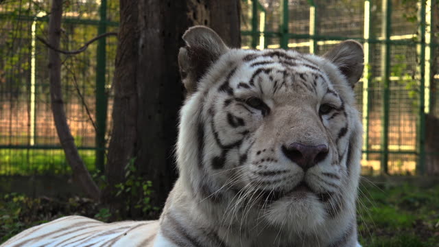 El-majestuoso-tigre-blanco