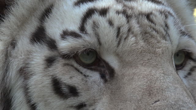Die-Augen-des-majestätischen-weißen-Tigers
