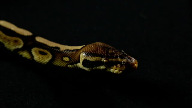 Video-of-snake---looking-royal-python