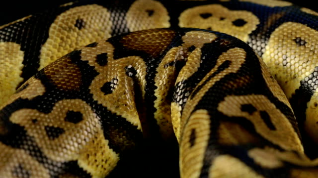Video-von-Schlangenhaut---kriechen-python