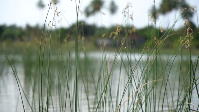 Nahaufnahme-in-Zeitlupe-des-Grases-Wasser-aus-einem-See-in-Sri-Lanka.-Ein-schönes-Bokeh.-Geringe-Schärfentiefe