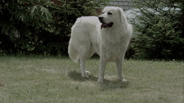 Big-white-dog-en-el-césped-en-un-jardín-caluroso-verano-soleado-día