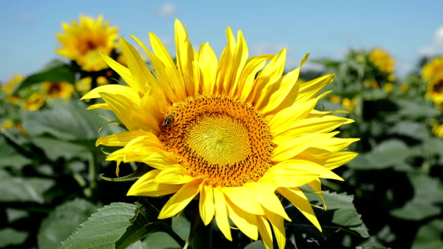 Gelbe-Sonnenblumen-mit-der-Biene,-Nahaufnahme