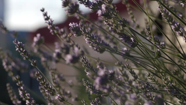 Honey-Bee-Lavendel-Blüten-bestäuben