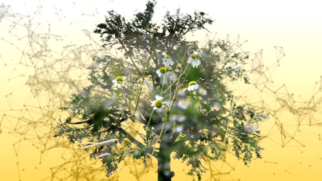 Mixta-de-dos-de-animación-en-3d-del-árbol-con-flores-de-manzanilla