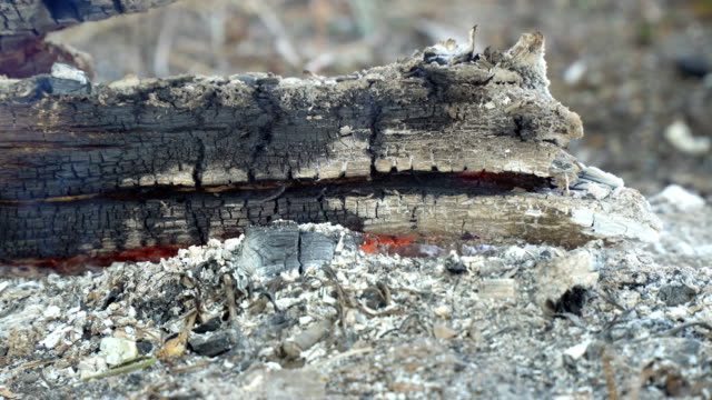 Wood-logs-smolder