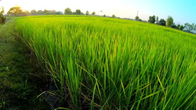 Reisfelder-bei-Sonnenaufgang