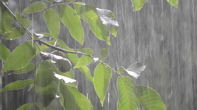 Heavy-rain-shower-downpour-cloudburst-rainfall-comes-in-the-daytime.
