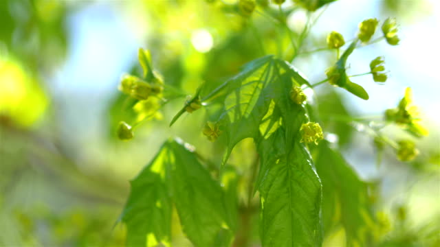 Green-young-maple-leaves-in-4K-slow-motion-60fps