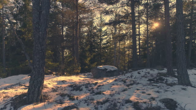 Drone-shot-flying-through-the-woods-at-sunset.-Aerial-movement-in-winter-forest
