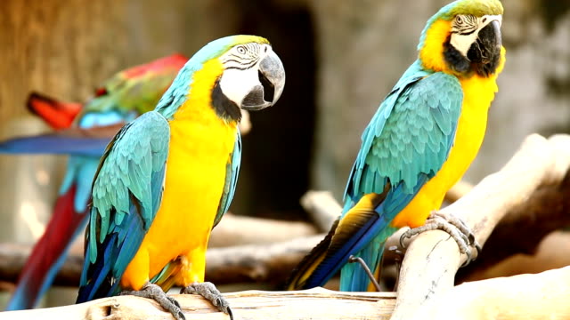 Pájaros-guacamayo-en-chiangmai-Tailandia