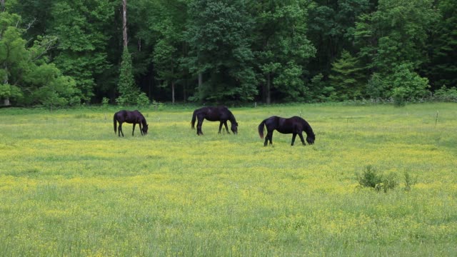 Three-black-horses
