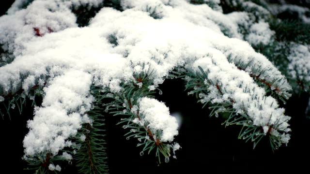 Schnee-fällt-auf-den-Tannenzweigen-Bäume