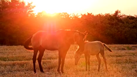 Beautiful-horses-in-the-green-meadow