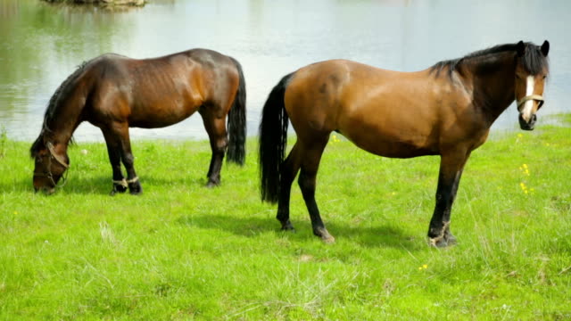 Pferde-grasen-auf-der-Wiese-in-der-Nähe-von-Fluss