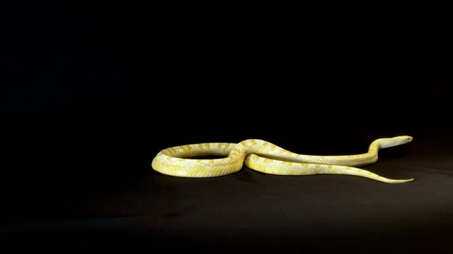 python-birmano