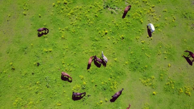 Aerial-view-of-the-beautiful-horses-in-the-field