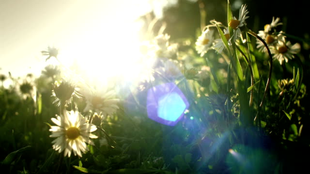 Ätherisch-Sonnenlicht-auf-duftende-Gänseblümchen-Blumen-Feld